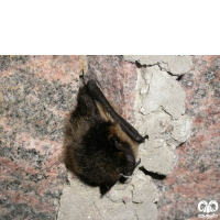 گونه خفاش سروتین شمالی Northern Bat 